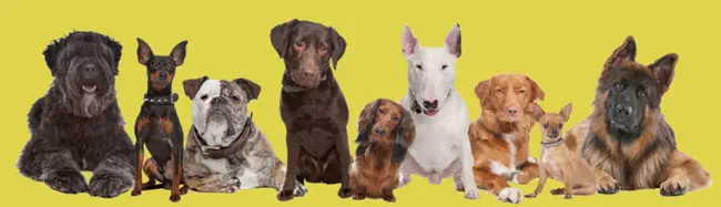 Dog Identification Group : 狗识别组