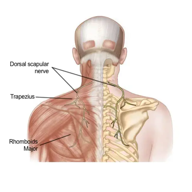 dorsal parabrachial : 臂旁背侧