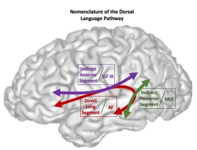 Dorso-Lateral Fasciculus : 背侧筋膜