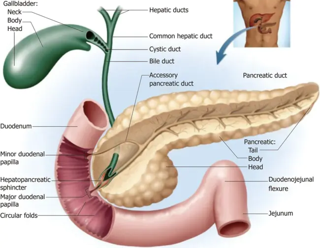 Duodenal Gastric Metaplasia : 十二指肠胃化生