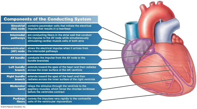 Electrical Cardioversion : 电复律