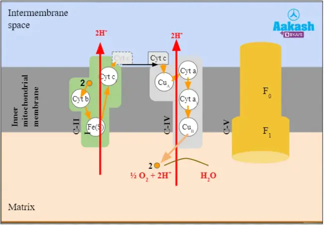 Electron Transport Phosphorylation : 电子传递磷酸化