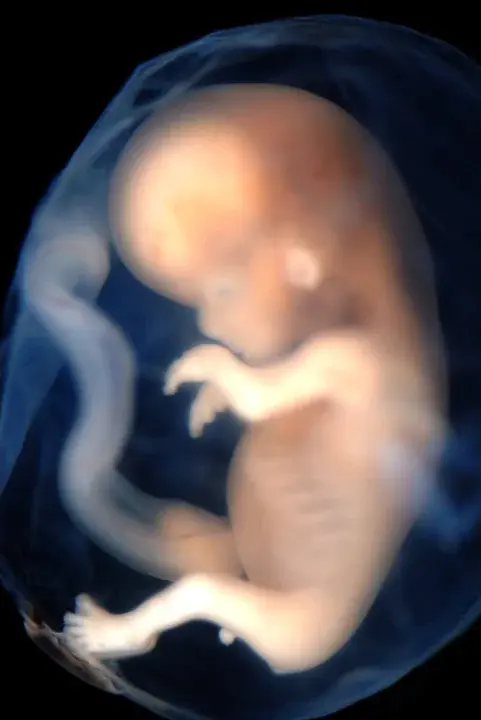 Embryo : 胚胎