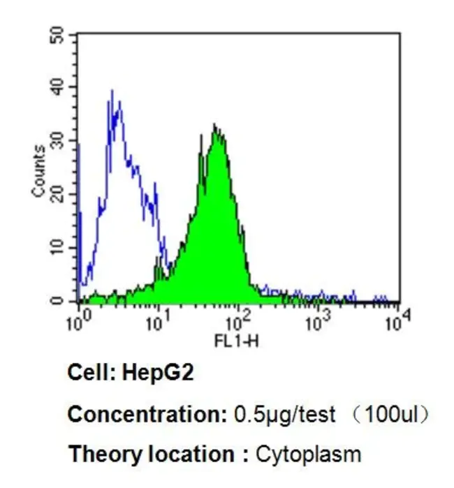 Endothelin-Converting Enzyme : 内皮素转换酶