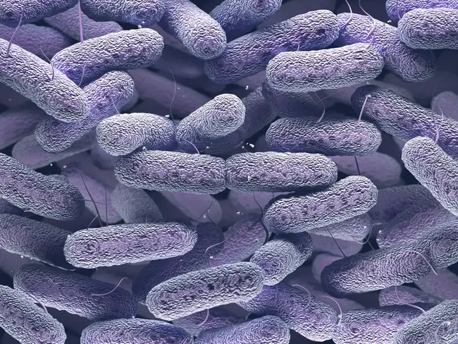 Enterobacteriaceae : 肠杆菌科