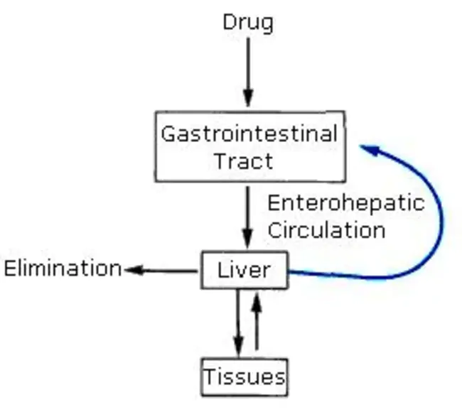 enterohepatic circulation : 肠肝循环