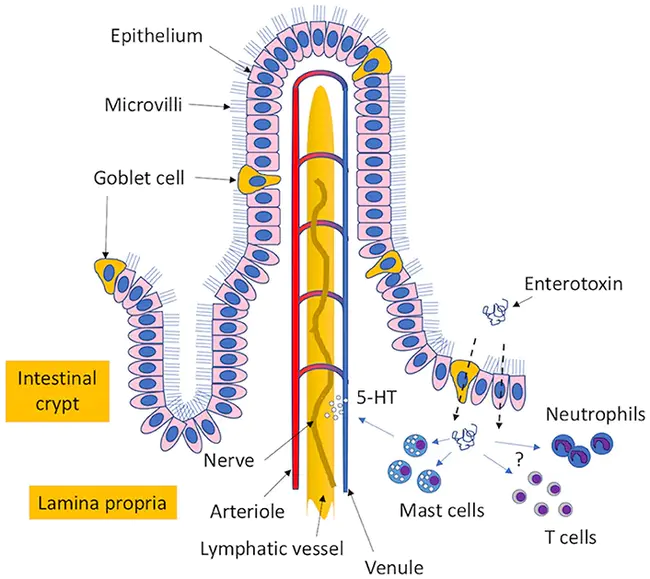 enterotoxin : 肠毒素