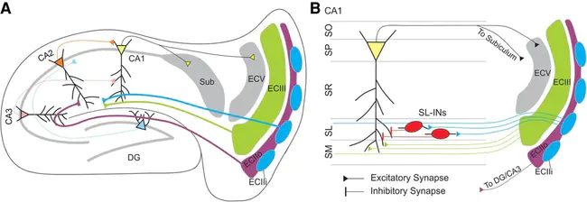 Entorhinal Cortex : 内鼻甲皮质