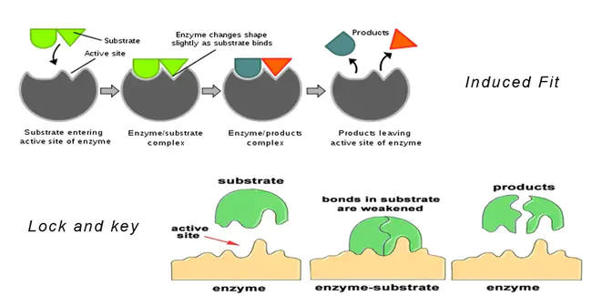 Enzyme Reactor : 酶反应器