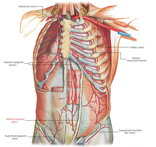 Epigastric Region : 上腹部