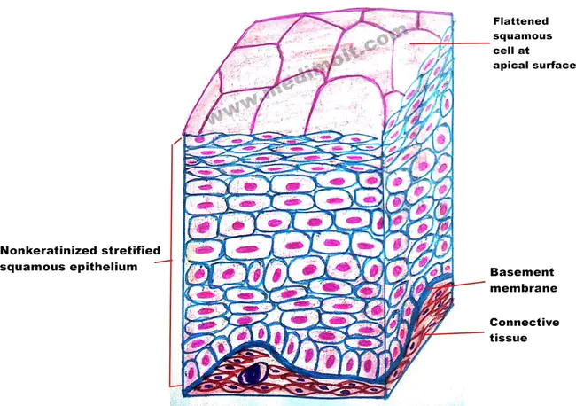 Epithelium : 上皮