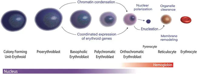 Erythropoiesis Stimulating Factor : 红细胞生成刺激因子