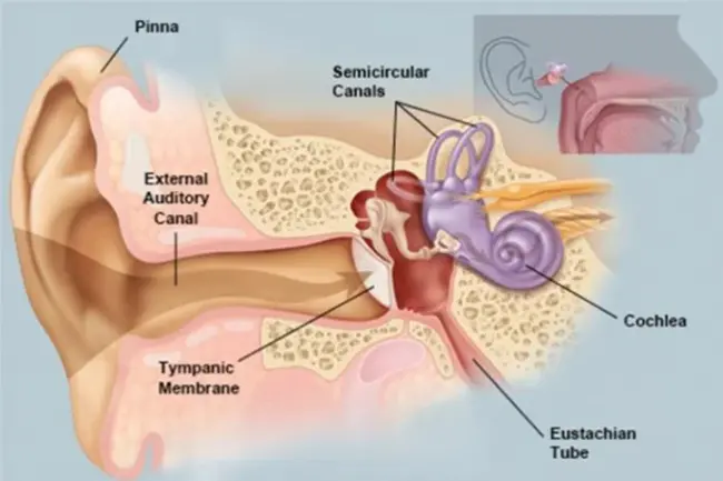 Eustachian Tube Dysfunction : 咽鼓管功能障碍