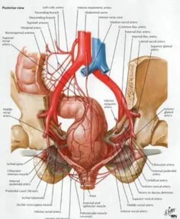 Evoked Spinal Potentials : 诱发脊髓电位