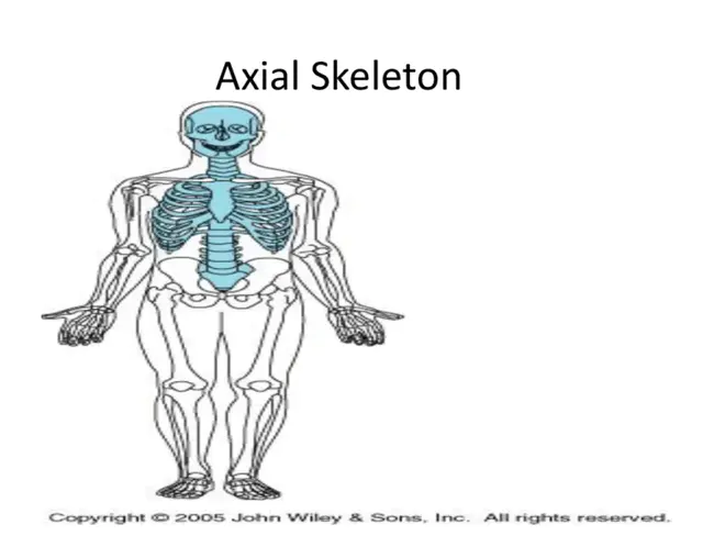 External Skeletal Fixation : 外部骨骼固定