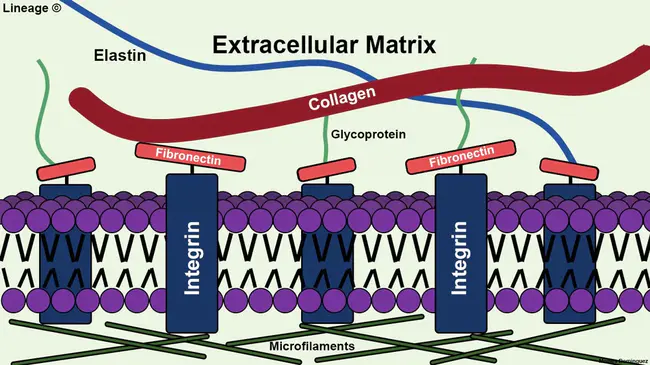 Extracellular Domain : 细胞外结构域