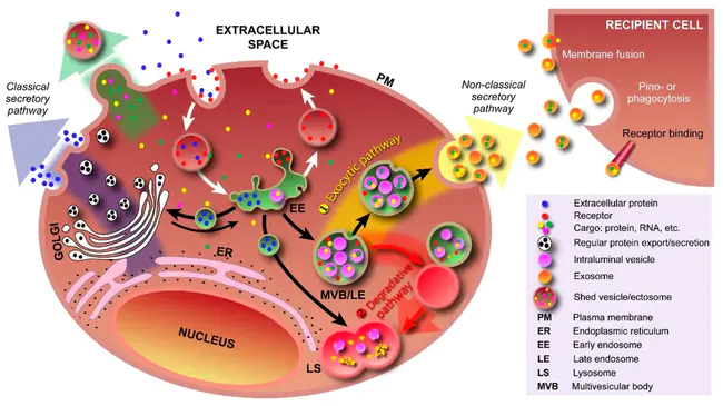 extracellular protein : 细胞外蛋白