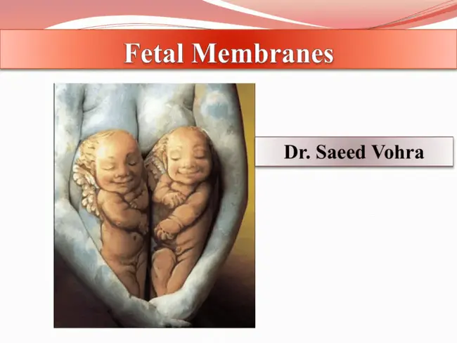 Fetal Membranes : 胎膜