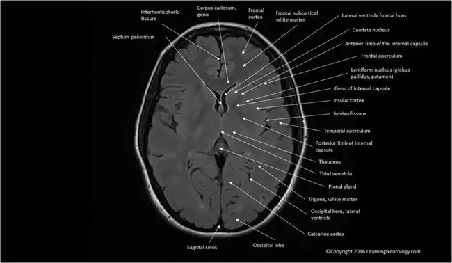 Forensic Medicine : 法医学