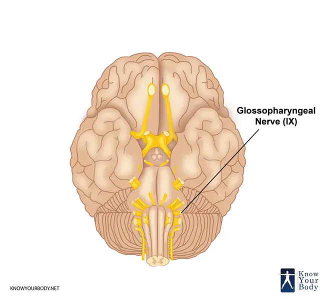 glossopharyngeal : 舌咽