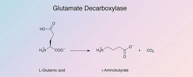 glutamate decarboxylase : 谷氨酸脱羧酶