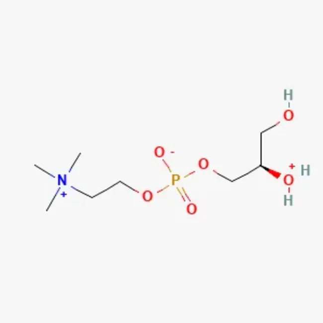 glycerophosphocholine : 甘油磷酸胆碱