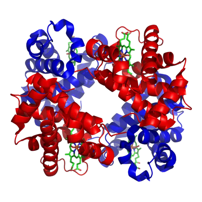 haemoglobin; Hb is generally preferred : 血红蛋白；血红蛋白通常是首选。