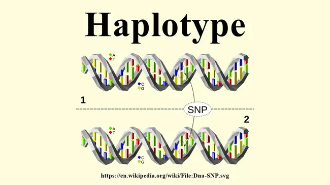haplotype : 单倍型
