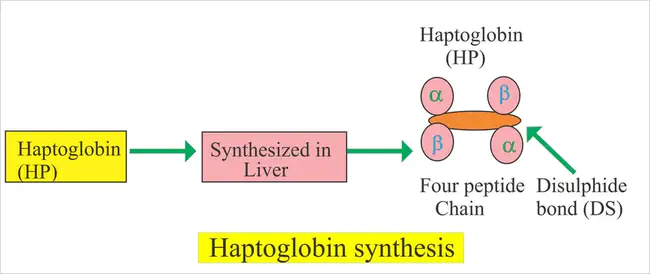 haptoglobin : 触珠蛋白