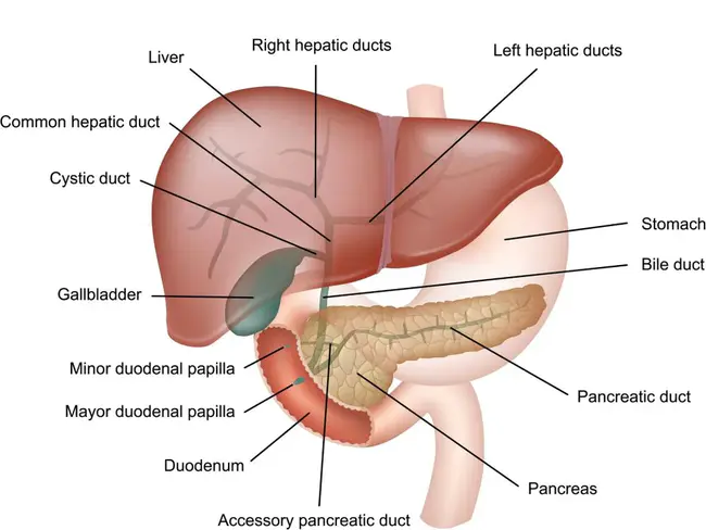 Hepatic Arterial Chemotherapy : 肝动脉化疗