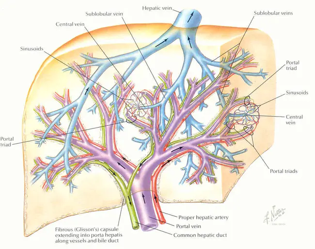 Hepatic Intra-Arterial : 肝动脉内