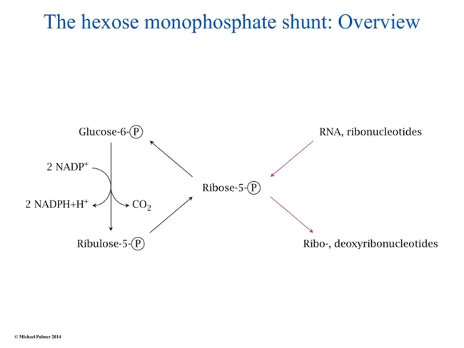 hexulose-6-phosphate synthase : 己糖-6-磷酸合酶