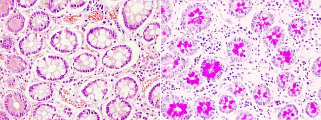 histochemistry : 组织化学