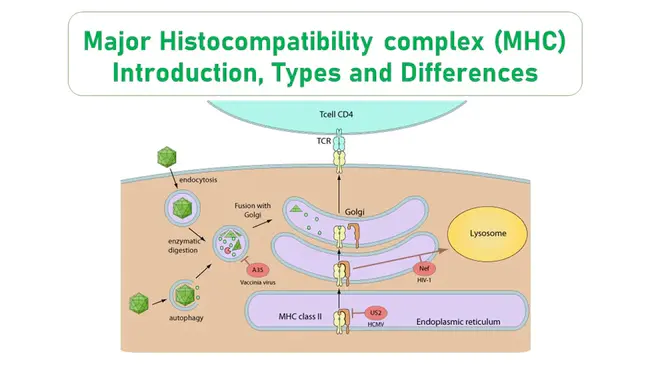 Histocompatibility Antigen : 组织相容性抗原