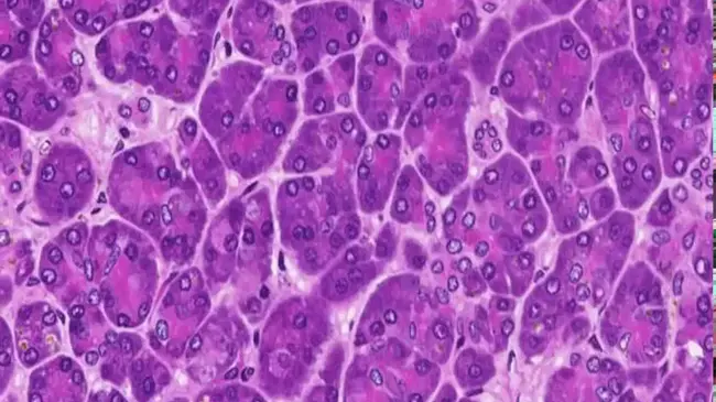 histology : 组织学