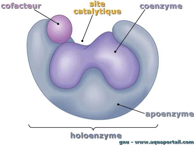 holoenzyme : 全酶