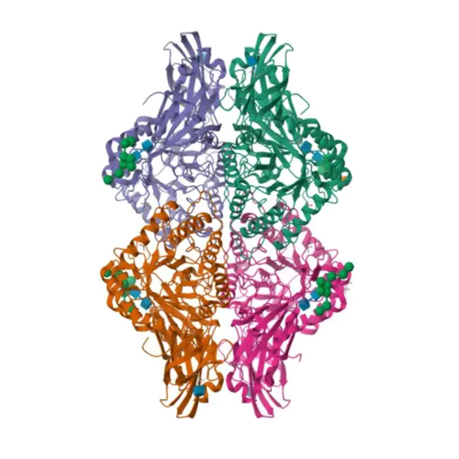 Human Beta-Glucuronidase : 人β-葡萄糖醛酸酶