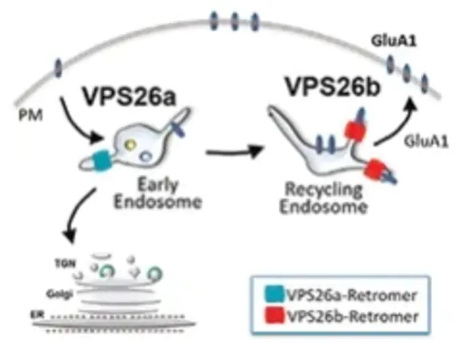 human mannose receptor (CD206) : 人甘露糖受体（CD206）