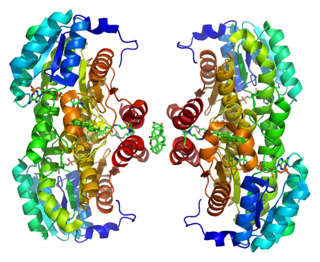 hydroxysteroid sulphotransferase : 羟甾体硫转移酶