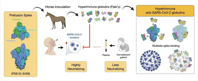 Hyperimmune Reaction : 超免疫反应