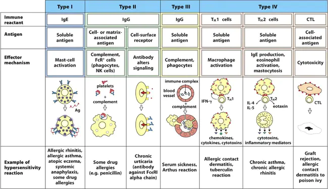 Hypersensitivity Reaction : 超敏反应