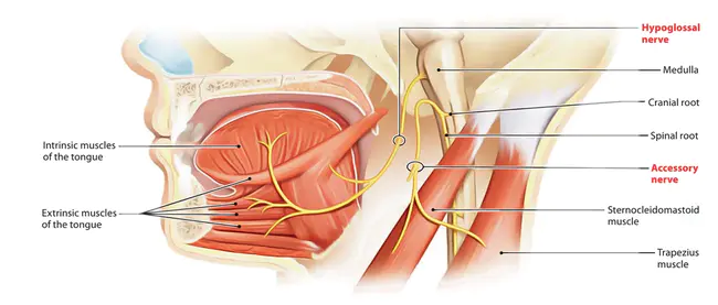 hypoglossal : 舌下神经的