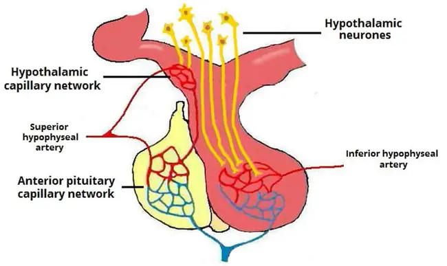 Hypophyseal Portal Blood : 垂体门静脉血
