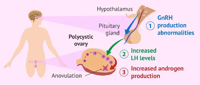 Hypothalamic Pituitary Axis : 下丘脑-垂体轴