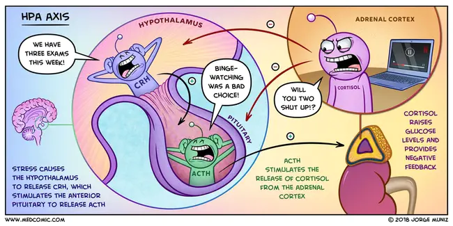 Hypothalamic-Pituitary-Adrenal : 下丘脑-垂体-肾上腺