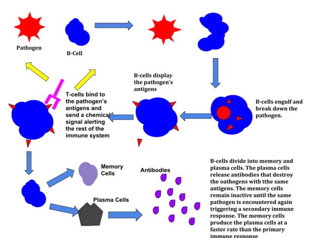 immune deficiency : 免疫缺陷