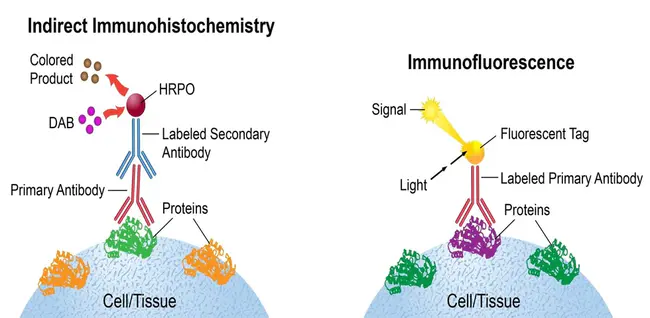 immunocytochemistry : 免疫细胞化学