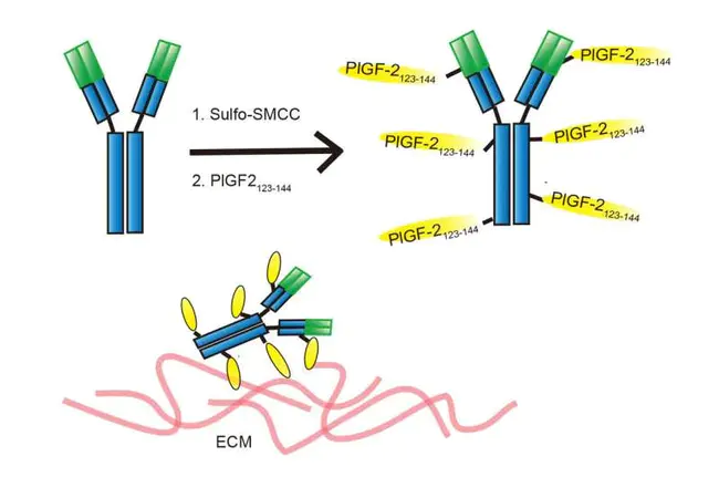 Immunoreactive ChemoTherapy : 免疫反应化学疗法