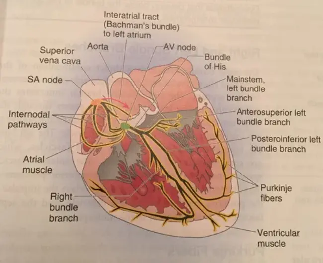 Inferior Cardiac Nerve : 下心神经