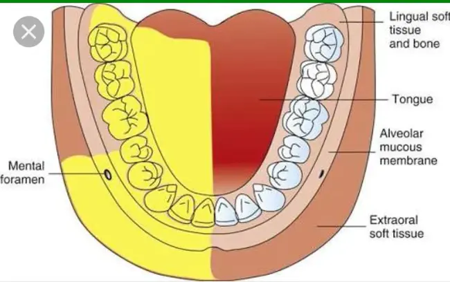 Inferior Collicular : 下丘